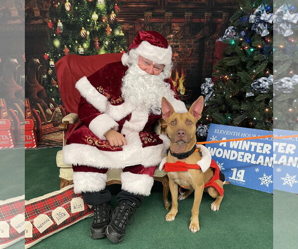 Medium Photo #11 Carolina Dog-Pharaoh Hound Mix Puppy For Sale in Rockaway, NJ, USA