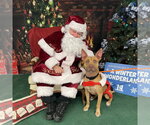 Small #10 Carolina Dog-Pharaoh Hound Mix