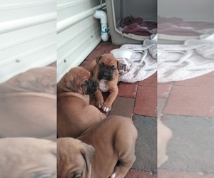 Boxer Puppy for sale in OSTEEN, FL, USA
