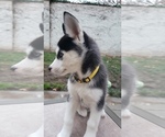 Small Photo #1 Siberian Husky Puppy For Sale in TRACY, CA, USA