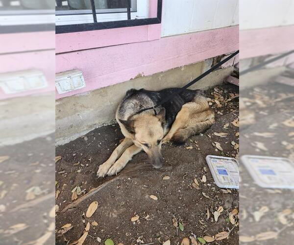 Medium Photo #1 German Shepherd Dog-Unknown Mix Puppy For Sale in San Antonio, TX, USA