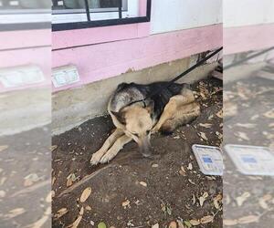 German Shepherd Dog-Unknown Mix Dogs for adoption in San Antonio, TX, USA