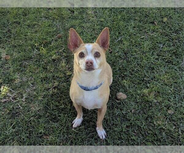 Medium Photo #1 Chihuahua Puppy For Sale in San Clemente, CA, USA