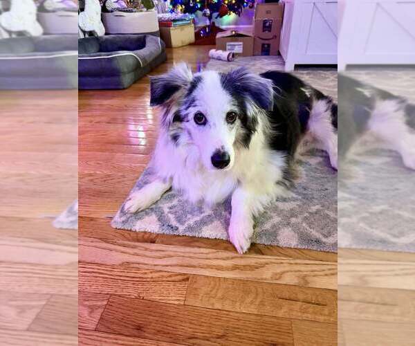 Medium Photo #9 Australian Shepherd-Unknown Mix Puppy For Sale in New York, NY, USA