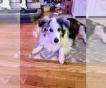 Small #8 Australian Shepherd Mix