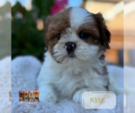Small #1 Shih Tzu