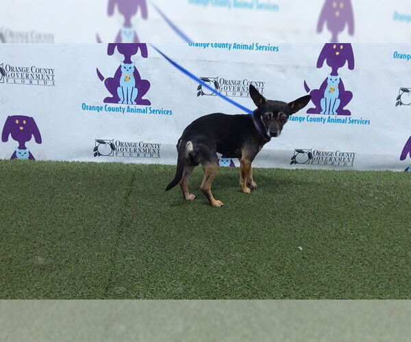 Medium Photo #1 Miniature Pinscher-Unknown Mix Puppy For Sale in Orlando, FL, USA