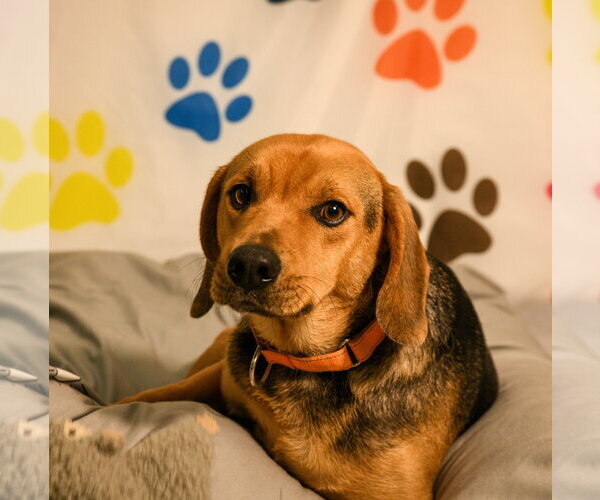 Medium Photo #1 Mutt Puppy For Sale in Brooklyn Center, MN, USA