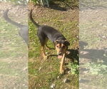 Small #2 Mutt