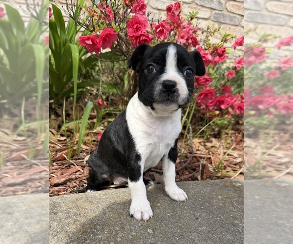 Medium Photo #1 Boston Terrier Puppy For Sale in GARFIELD, AR, USA