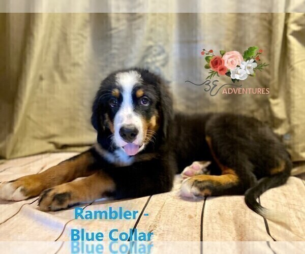 Medium Photo #17 Bernese Mountain Dog Puppy For Sale in CLINTON, MO, USA