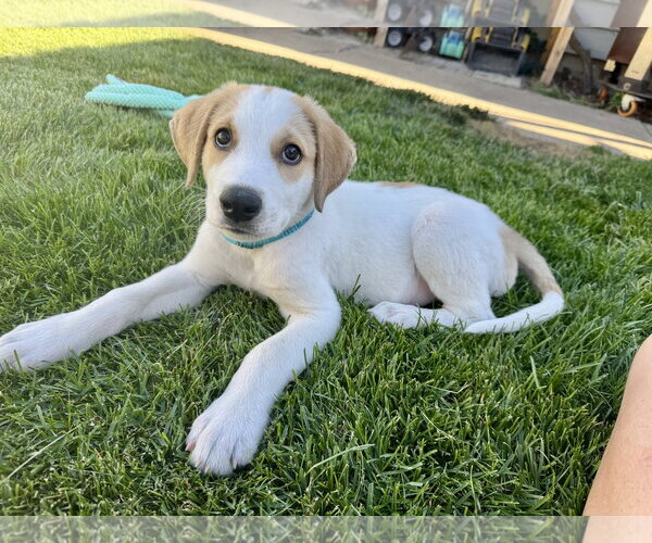 Medium Photo #2 Anatolian Pyrenees Puppy For Sale in MIDWAY, UT, USA