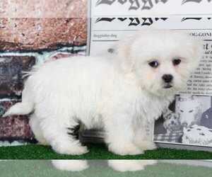 Zuchon Puppy for sale in BEL AIR, MD, USA