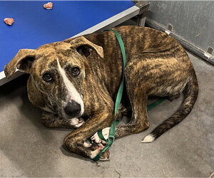 Plott Hound-Unknown Mix Dogs for adoption in Tavares, FL, USA