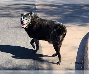 ERNIE - Male Chug Dog for Adoption - Photo #3