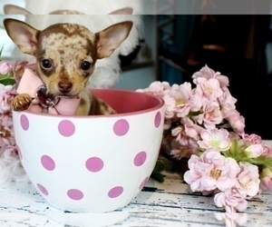 Chihuahua Puppy for sale in FORT LAUDERDALE, FL, USA