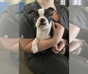 Boston Terrier Puppy for sale in BROOKVILLE HEIGHTS, IN, USA