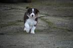 Small Photo #5 Miniature Australian Shepherd Puppy For Sale in MOUNT VERNON, WA, USA