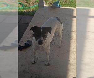 KITTY - Female Pointer-Unknown Mix Dog for Adoption