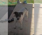 KITTY - Female Pointer-Unknown Mix Dog for Adoption - Small photo