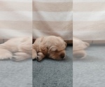 Puppy Puppy 3 Golden Retriever