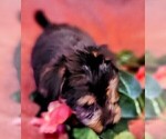 Small Photo #6 Yorkshire Terrier Puppy For Sale in AKRON, OH, USA