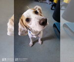 Small Beagle Mix