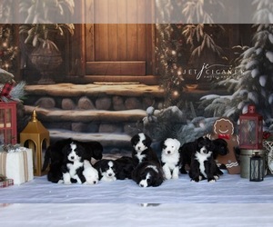 Sheepadoodle Puppy for sale in BROOKFIELD, WI, USA
