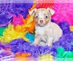 Small Photo #2 Chihuahua Puppy For Sale in CHARLESTON, AR, USA