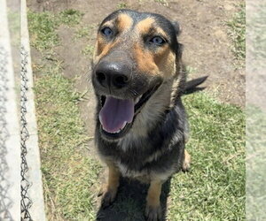 German Shepherd Dog-Unknown Mix Dogs for adoption in Riverside, CA, USA