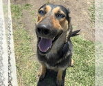 Small German Shepherd Dog Mix