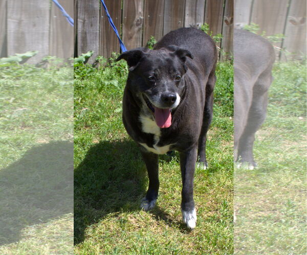 Medium Photo #3 Labrador Retriever-Unknown Mix Puppy For Sale in Jackson, MS, USA