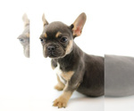 Small Photo #3 French Bulldog Puppy For Sale in WEST PALM BEACH, FL, USA