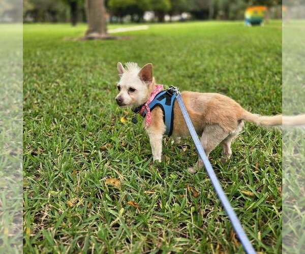 Medium Photo #6 Chi-Poo (Miniature) Puppy For Sale in Plantation, FL, USA