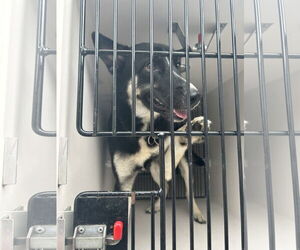 Huskies -Unknown Mix Dogs for adoption in Virginia Beach, VA, USA
