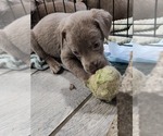 Puppy Light green Labrador Retriever