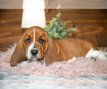 Puppy Vanessa Basset Hound