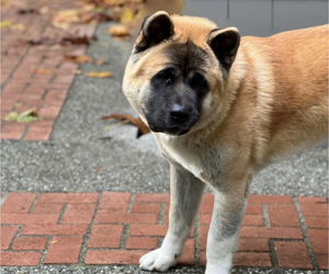 Father of the Akita puppies born on 05/05/2022