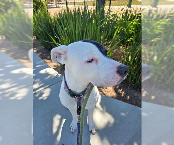 Medium Photo #2 American Pit Bull Terrier Puppy For Sale in Fremont, CA, USA