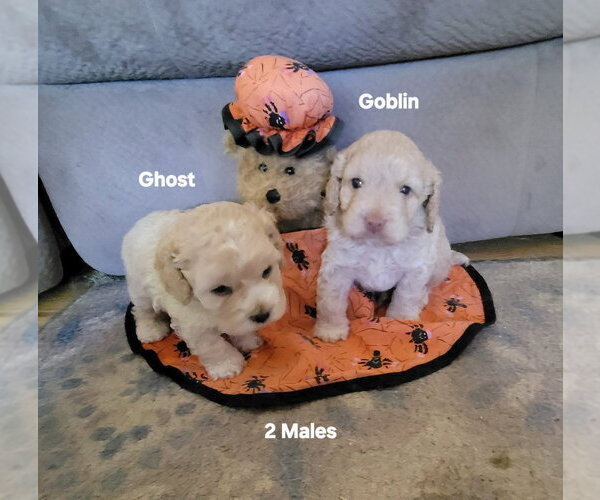 Medium Photo #3 Cockapoo (Miniature) Puppy For Sale in Aurora, IN, USA