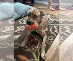 Small #1 Mutt