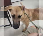 Small #2 German Shepherd Dog Mix