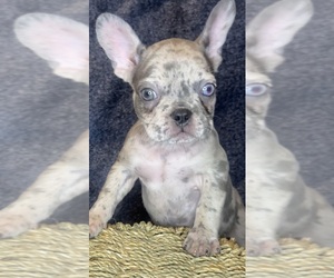 Medium French Bulldog