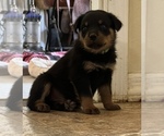 Small Photo #2 Rottweiler Puppy For Sale in DESERT HILLS, AZ, USA