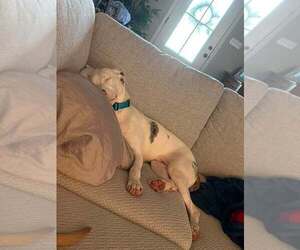 Caesar - Male Catahoula Leopard Dog-Unknown Mix Dog for Adoption - Photo #9