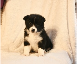 Border Collie Puppy for sale in WARSAW, OH, USA