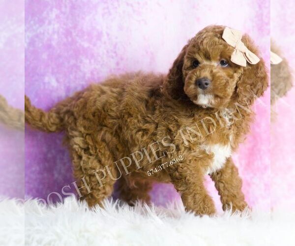 Medium Photo #3 Goldendoodle (Miniature) Puppy For Sale in WARSAW, IN, USA