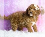 Small #2 Goldendoodle (Miniature)