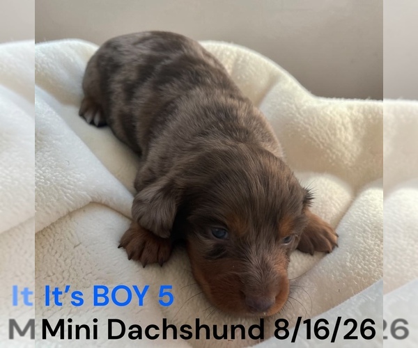 Medium Photo #15 Dachshund Puppy For Sale in MONTPELIER, OH, USA