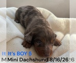 Small #14 Dachshund